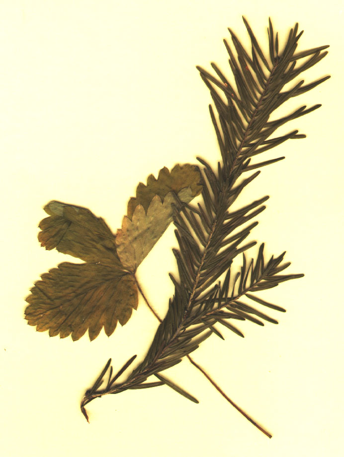 Leaf Artwork from Leaves of Finlandie...collection © Susan Kramer 1998